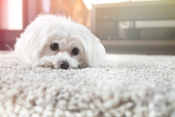istock White maltese dog lies on carpet and looking ahead 691860812