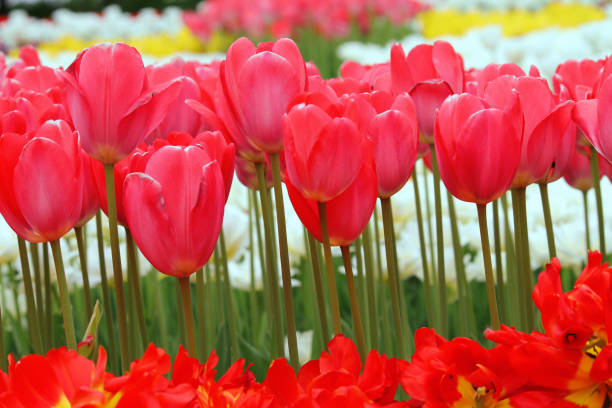 istock Flowering colorful tulips in the spring 691860926
