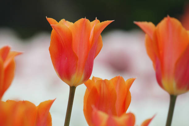 istock Flowering colorful tulips in the spring 691863880