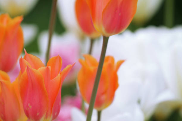 istock Flowering colorful tulips in the spring 691863918