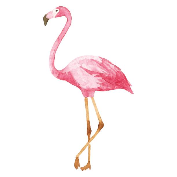 illustrations, cliparts, dessins animés et icônes de flamingo aquarelle - flamingo bird isolated animal leg