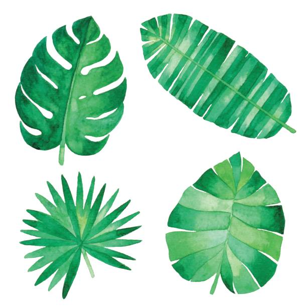 illustrazioni stock, clip art, cartoni animati e icone di tendenza di acquerello foglie tropicali - esotismo