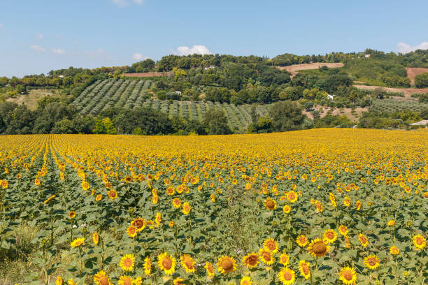 General view of green italian landscape with sunflowers stock photo