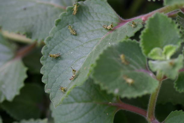 Grasshopper nymphs on herb leaves A few 'giant hedge grasshopper' nymph on leaves of 'Cuban Oregano' herb plant giant grasshopper stock pictures, royalty-free photos & images