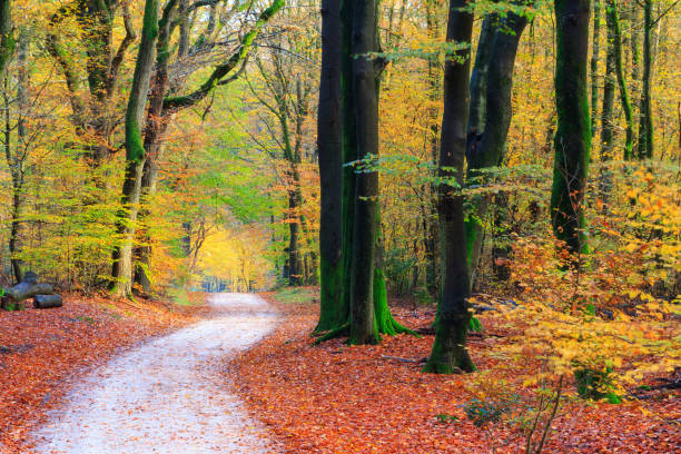 istock Autumn path colors 691870116