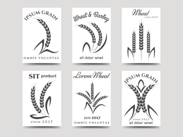 дизайн карт зерновых продуктов - плёнка stock illustrations