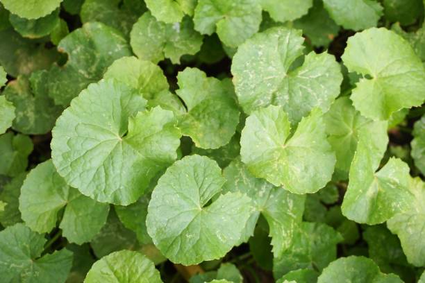 istock green Centella asiatica leaves in nature garden 691870594