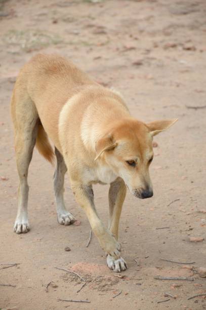 istock dog in country Thailand 691870730