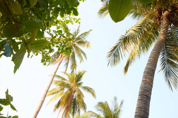 istock palm trees on the beach in Thailand 691872534