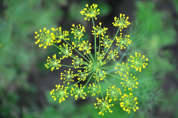 istock Yellow flowers ripe dill on vegetable background closeup. 691875122