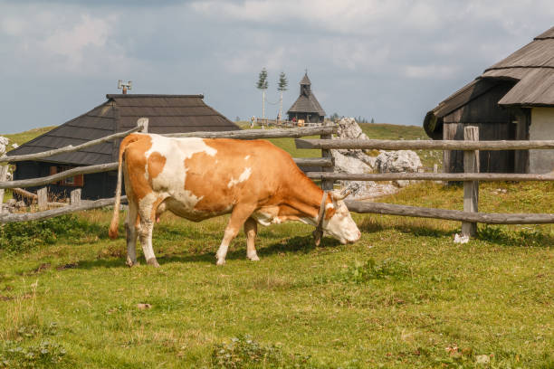 Old wooden houses in the mountains with cow stock photo
