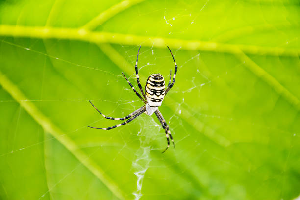 istock Argiope bruennichi Spider against a background green leaf 691882902