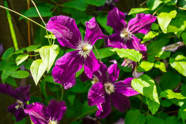 Blossoming purple clematis
