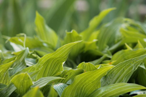 istock Green leaves on a blurred background on a sunny day 691885562
