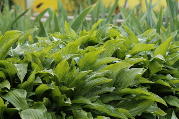 istock Green leaves on a blurred background on a sunny day 691885688
