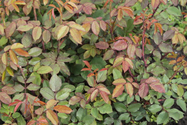 istock Green leaves on a blurred background on a sunny day 691885690