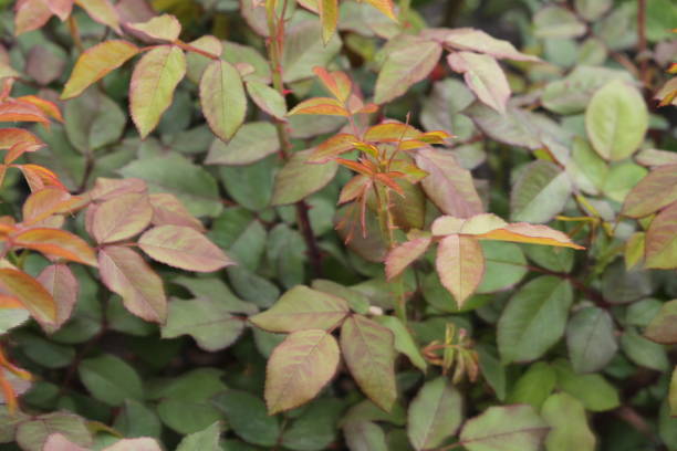 istock Green leaves on a blurred background on a sunny day 691885744