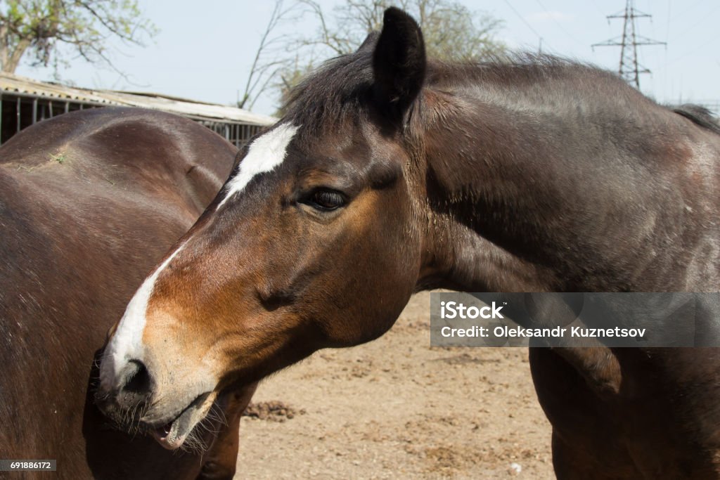 Two brown horses stand close to eachother Two brown horses stand close to eachother in the pen Agricultural Field Stock Photo