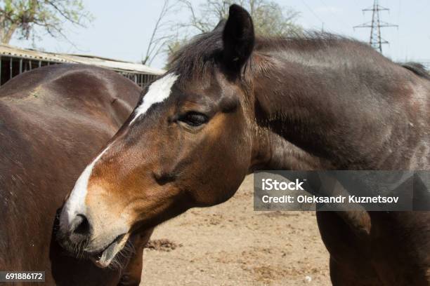 Two Brown Horses Stand Close To Eachother Stock Photo - Download Image Now - Agricultural Field, Animal, Animal Body Part