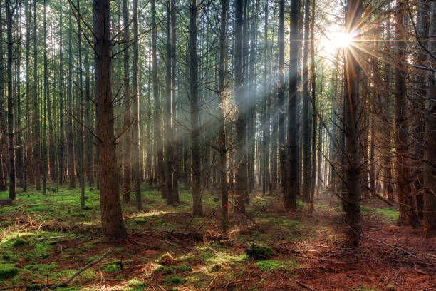 istock Sunrise in the woods 691888780