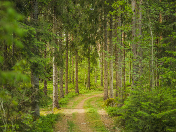 istock Summer nature landscape in the forest woods 691893096