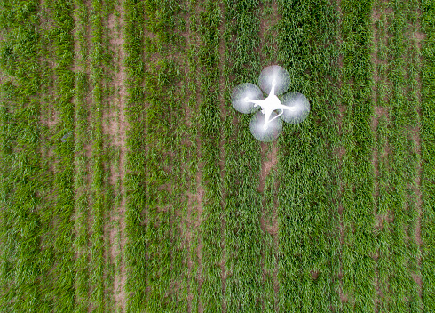 Top view of drone flying over green wheat field in spring. Technology innovation in agricultural industry