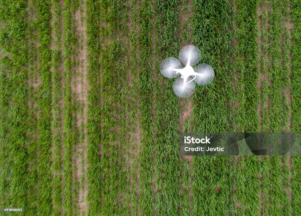 Drone flying above field Top view of drone flying over green wheat field in spring. Technology innovation in agricultural industry Drone Stock Photo