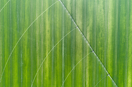 Aerial view of irrigation pivot system on wheat field in springtime shoot from drone