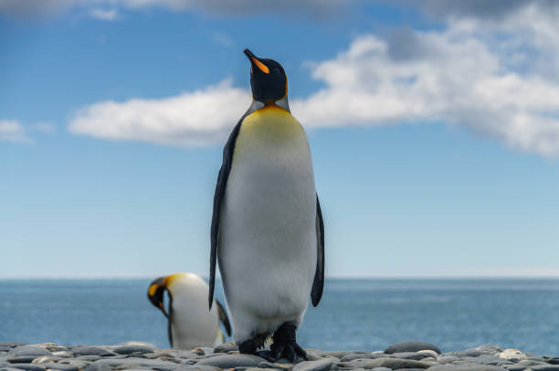 Two King Penguins standing against the sea on South Georgia's Salisbury Plains.