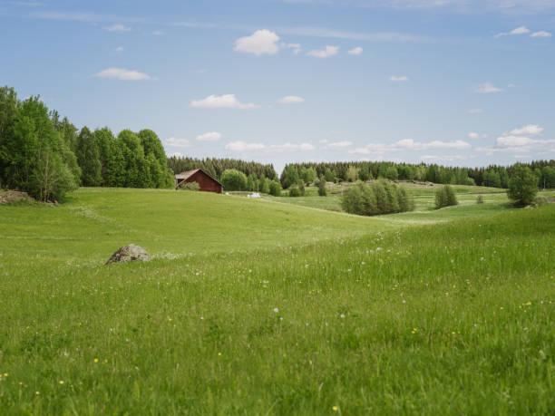 Summer nature landscape with lupines