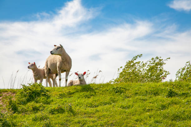 istock sheep pasture countryside  scenery Netherlands   Hiking Landscape 691905640