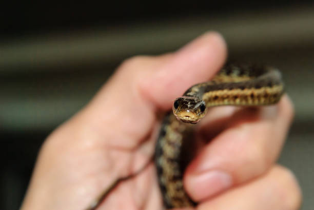 istock Garter snake eye contact 691909270