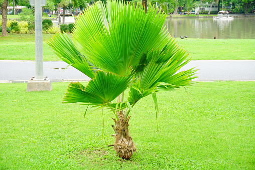 Thailand, No People, Palm Tree, Photography, Plant