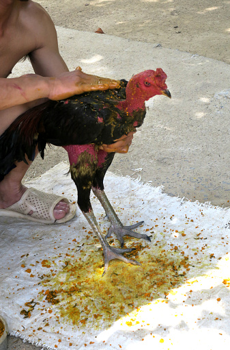a fighting gamecock is rubbed with a potion to make its skin harder for fighting - in a rural village along the Mekong Delta, Vietnam