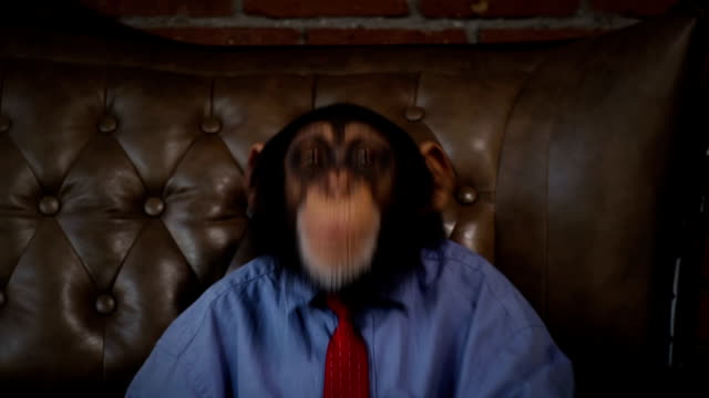 New Monkey Crazy Office Boss Fooling Around