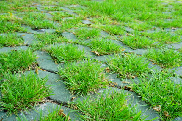 istock Green field background in texture concrete,natural patterns 691923374