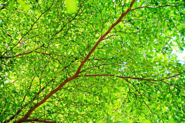 istock Beautiful nature at morning in misty spring forest with sun 691926668