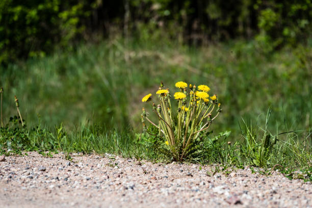 dandelion flowers and blossoms in spring blooming in natural environment with insects