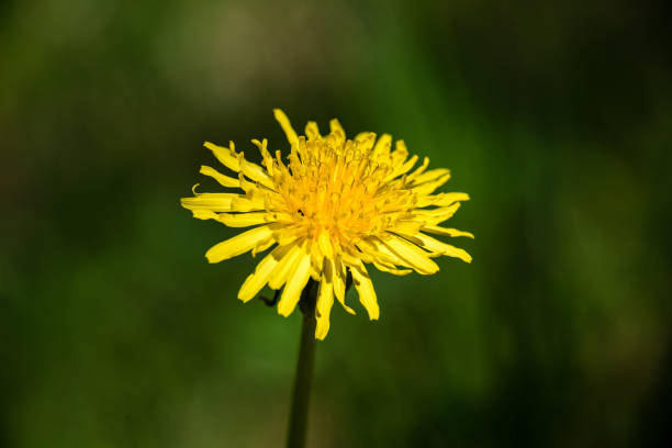 istock dandelion flowers and blossoms in spring 691927518