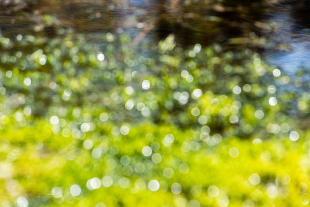 istock abstract green foliage background 691927750