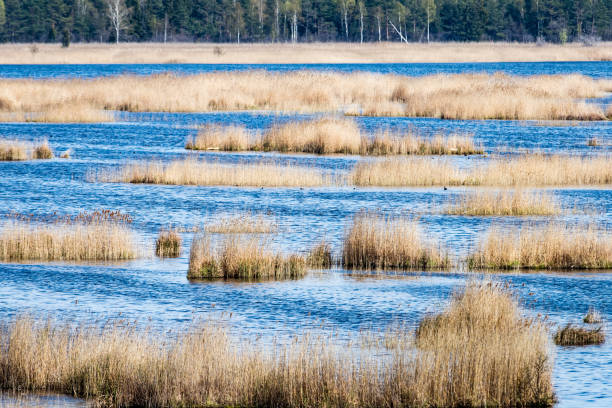 istock birds nesting in lake in sunrise 691927778