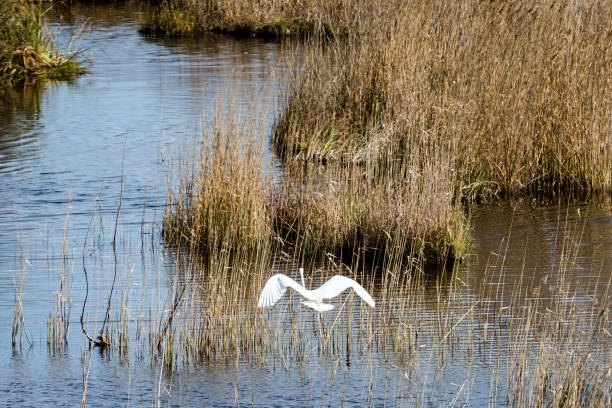 istock birds nesting in lake in sunrise 691927810