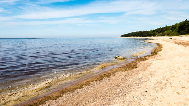 rocky beach in the baltic sea with plants and skyline