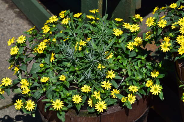 istock Barrel planted with yellow flowers 691928160