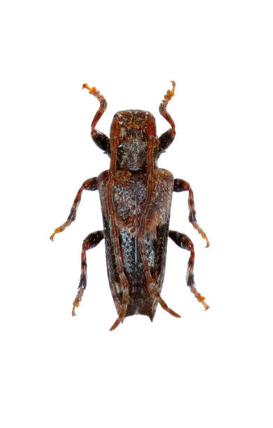 Lesser Thorn-tipped Longhorn Beetleon white Background  -  Pogonocherus hispidus (Linnaeus, 1758)