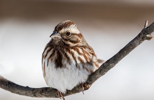 Song Sparrow Perched on branch