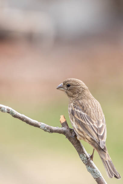 istock Female house finch perched on branch 691934090