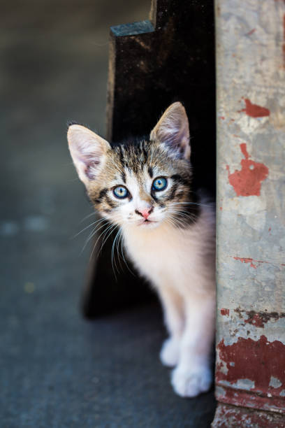Close up portrait image of an adorable cute kitten hiding behind the corner outdoors and looking directly at the camera. The curious, playful kitten has striking vivid blue eyes. Focus is on the kitten in the foreground, while the background is blurred pleasantly out of focus, leaving room for copy space.