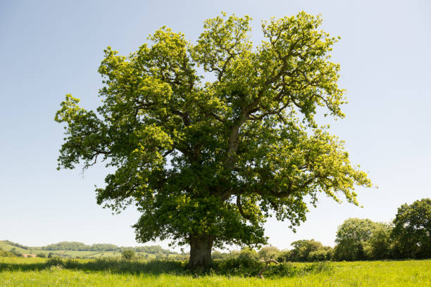 istock Oak Tree in English Countryside 691940314