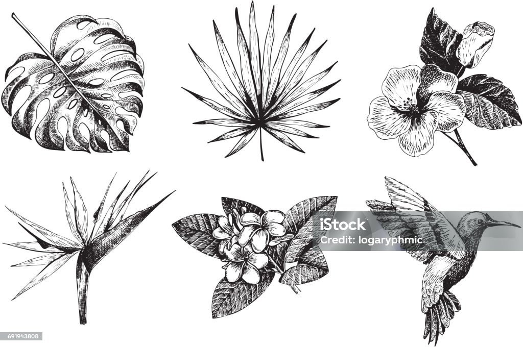 Vector hand drawn tropical plant icons. Exotic engraved leaves and flowers. Monstera, livistona palm leaves, bird of paradise, plumeria, hibiscus, hummingbird. Vector hand drawn tropical plant icons. Exotic engraved leaves and flowers. Monstera, livistona palm leaves, bird of paradise, plumeria, hibiscus, hummingbird. Use for exotic beach, wedding, partty Hummingbird stock vector